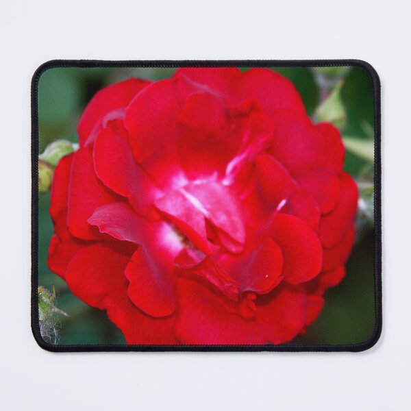 Item preview, Full Bloom Rose Photography – Red Floral Art designed and sold by Seeds of Wellness.