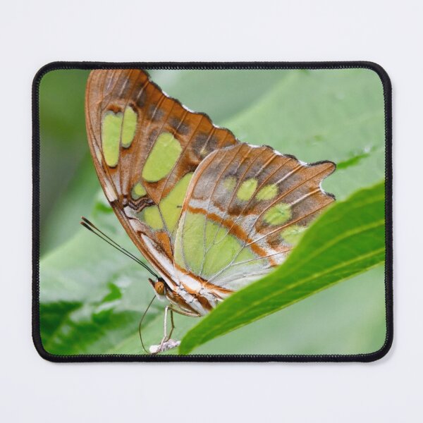 Item preview, Malachite Butterfly on a Green Leaf designed and sold by richardbryce.