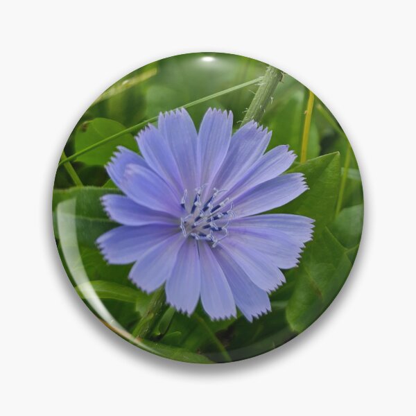 Item preview, Chicory Flower in the Corner designed and sold by Quincy-Hedgehog.