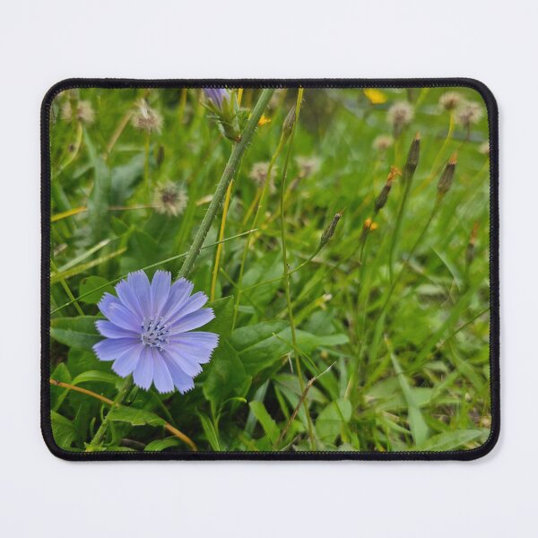 Item preview, Chicory Flower in the Corner designed and sold by Quincy-Hedgehog.