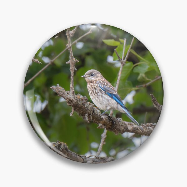 Item preview,  Juvenile Eastern Bluebird in Spring designed and sold by Debra Martz.