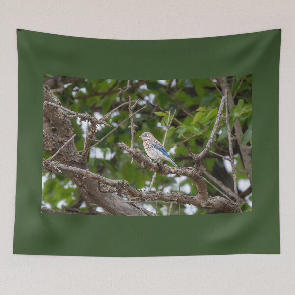 Item preview, Juvenile Eastern Bluebird in Spring designed and sold by Debra Martz.