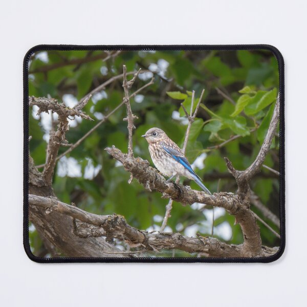 Item preview, Juvenile Eastern Bluebird in Spring designed and sold by Debra Martz.