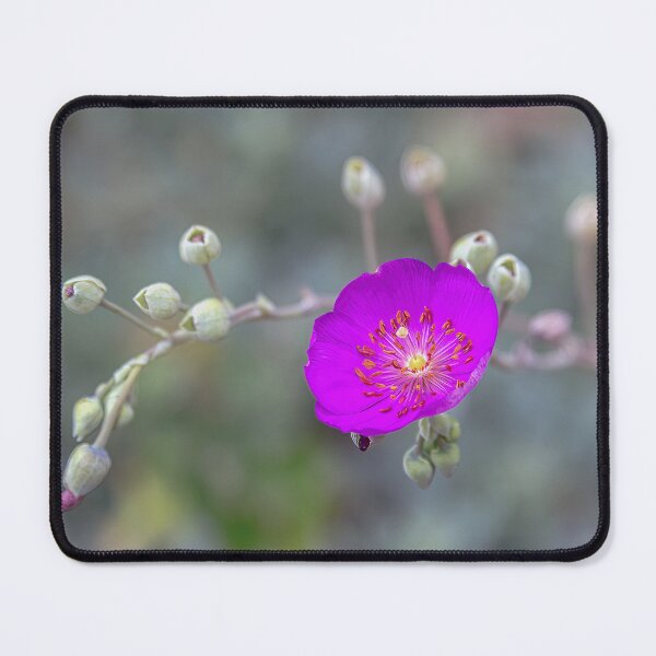 Item preview, Rock Purslane designed and sold by CarolM.