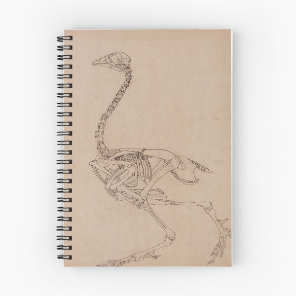 Item preview, Bird Skeleton by George Stubbs designed and sold by Amanda1775.