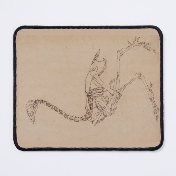 Item preview, Bird Skeleton by George Stubbs designed and sold by Amanda1775.