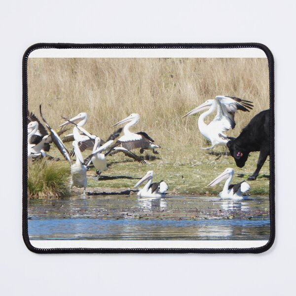 Item preview, Cow verses the Pelicans! An epic dual designed and sold by Lynette2025.