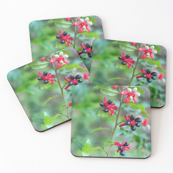 Item preview, Mickey Mouse Plant (Ochna serrulata, subtropical plant) designed and sold by CarolM.
