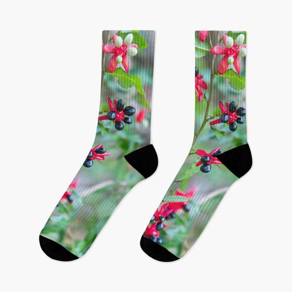 Item preview, Planta Mickey Mouse (Ochna serrulata, planta subtropical) designed and sold by CarolM.
