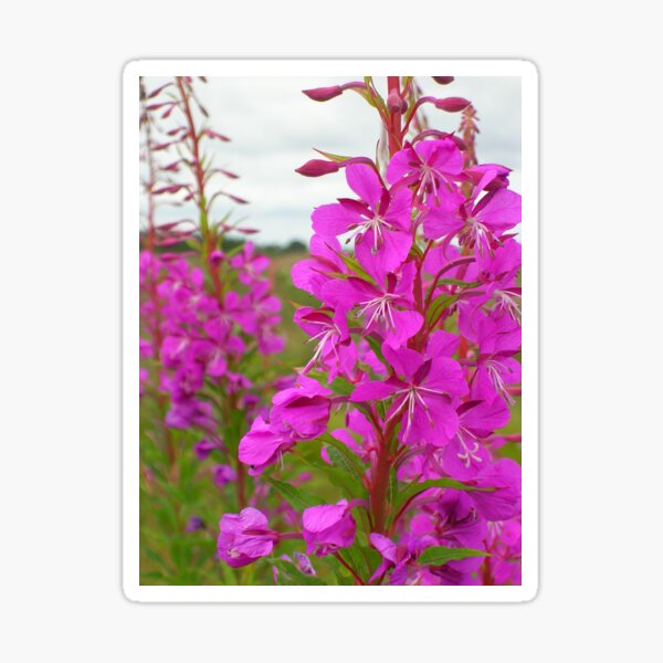 Rosebay Willow Herb (Chamaenerion) At Drumossie Moor Sticker
