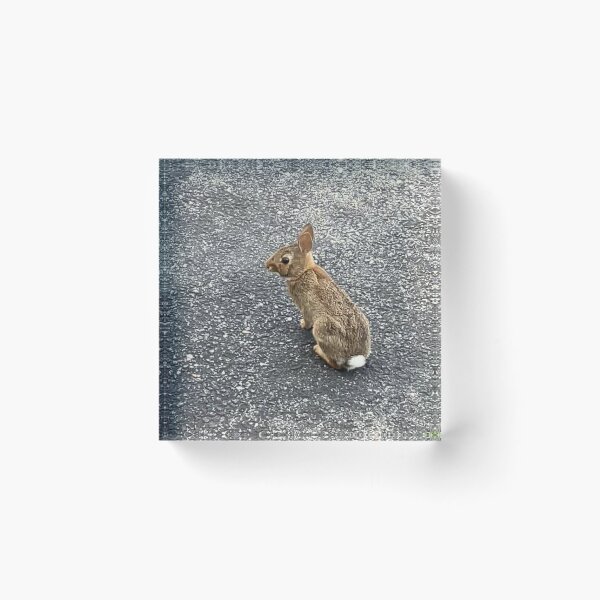 Item preview, Baby Bunny  designed and sold by Amanda1775.