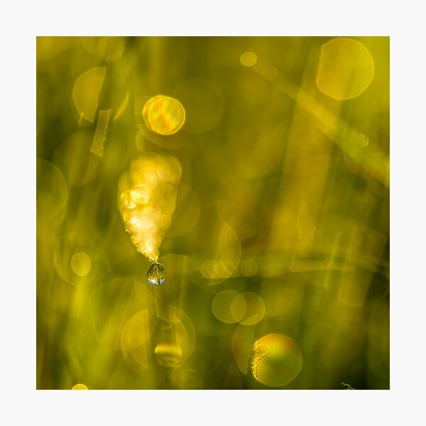 Item preview, Dew Drop on Grass designed and sold by Veikko  Suikkanen.