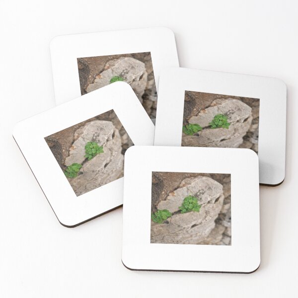 Item preview, Starwort between rocks designed and sold by Lunar-Dragon.