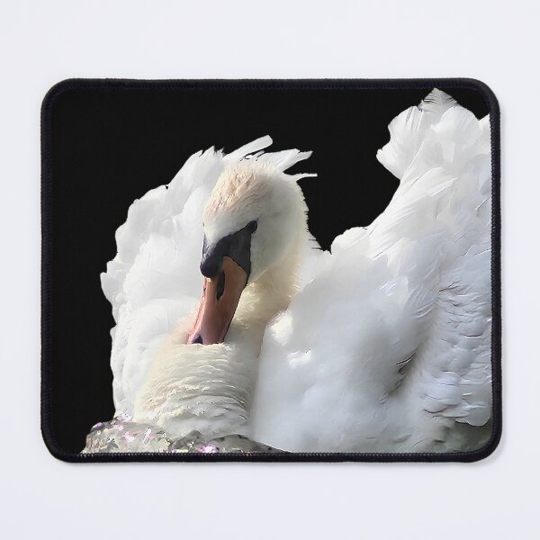 Item preview, Beautiful White Swan on Water Photography designed and sold by Deep Descent.