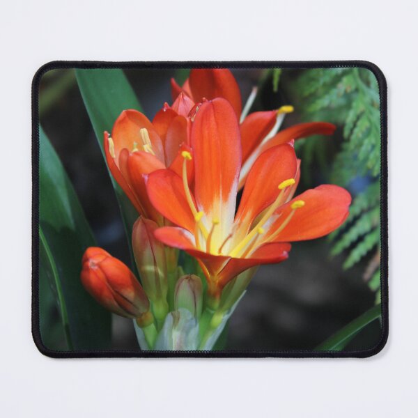 Item preview, Vibrant Orange Clivia Miniata Lily Bloom designed and sold by 27Tammy27.