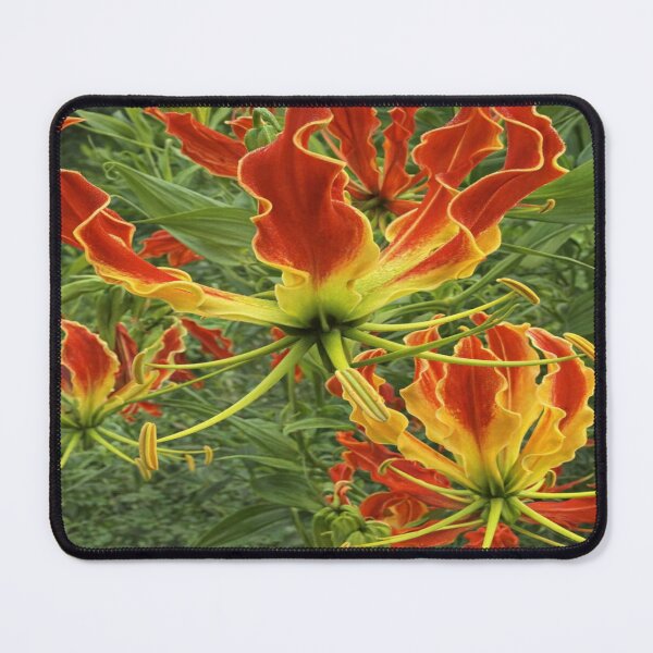 Item preview, African Flame Lily designed and sold by HeritageGlow.