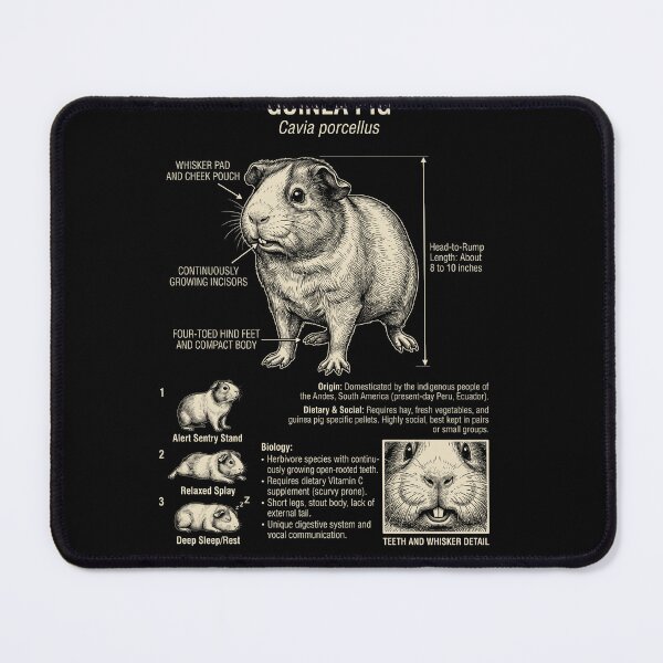 Item preview, Guinea Pig Scientific Anatomy Biology Animal Lover designed and sold by Kimberley King Art  King Art.