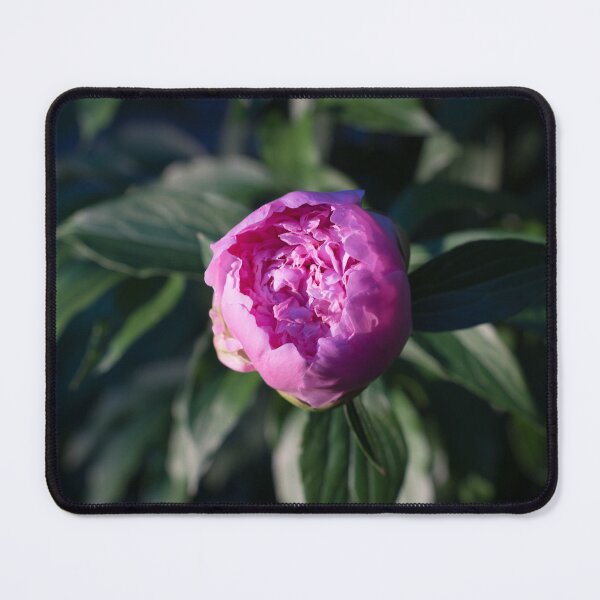 Item preview, Pink Peony Flower in Blue Shadows designed and sold by Georgia Mizuleva.