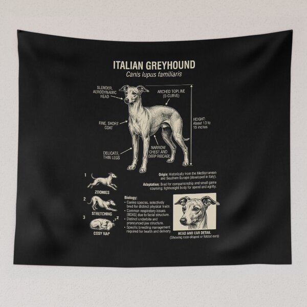 Item preview, Italian Greyhound Scientific Anatomy Biology Dog Lover designed and sold by Kimberley King Art  King Art.