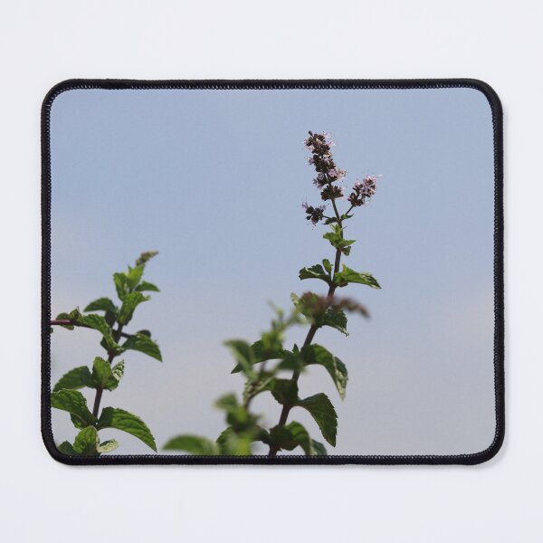Item preview, Blooming mint flower under the blue sky designed and sold by zuhairiphotos.