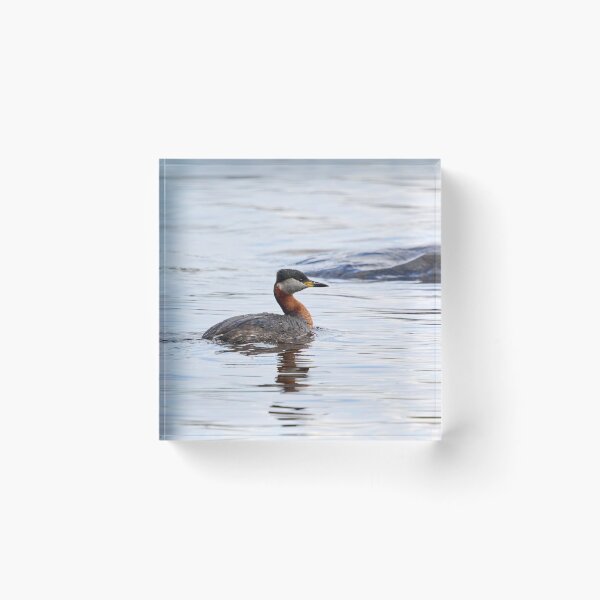 Item preview, Red-necked grebe. Spring 2026 designed and sold by Jouko Lehto Photography.