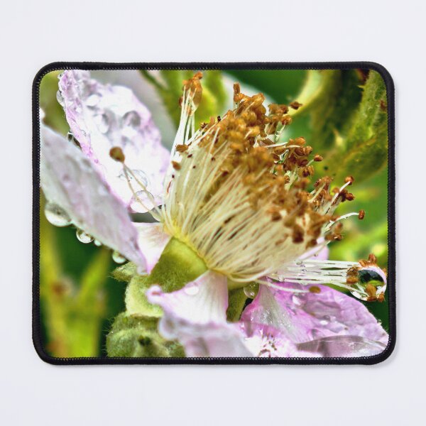 Item preview, Blackberry blossom macro nature photography water droplets designed and sold by Ascooepics.