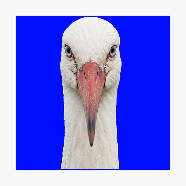 Item preview, Elegant White Stork Looking Forward⁠ designed and sold by ovidiuboc.