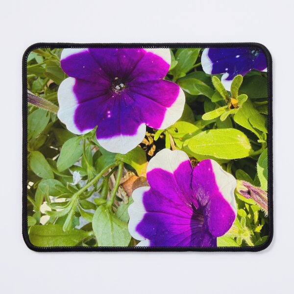 Item preview, Purple and White Bi-Color Petunia Flowers designed and sold by BalkanBloom.