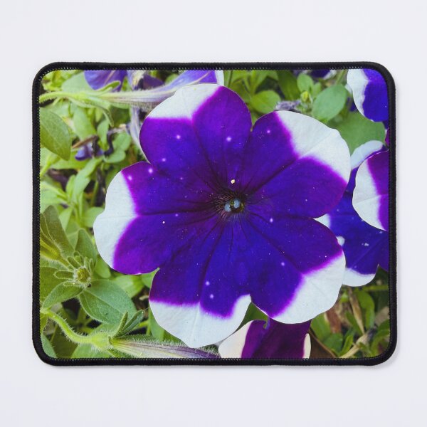 Item preview, Starry Purple and White Bi-Color Petunia Flower designed and sold by BalkanBloom.