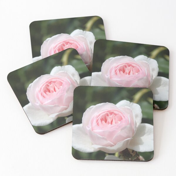 Item preview, Blush Pink Rose Elegance - Soft nature photography designed and sold by Cha-s-lens.