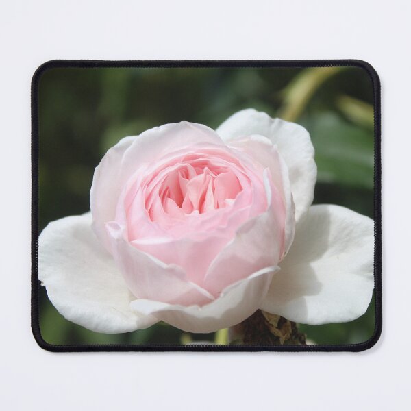 Item preview, Blush Pink Rose Elegance - Soft nature photography designed and sold by Cha-s-lens.