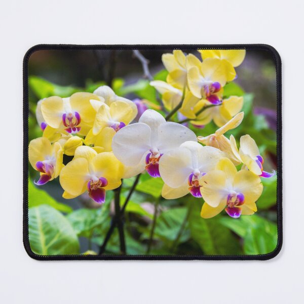 Item preview, Yellow Orchids designed and sold by CopperSkyPhoto.