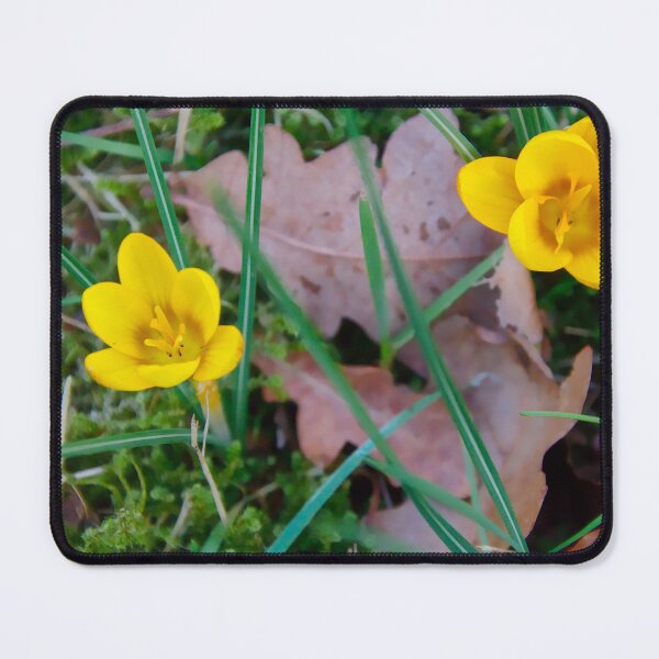 Item preview, Pair of Yellow Crocus Flowers designed and sold by ShotsbyDesiree.