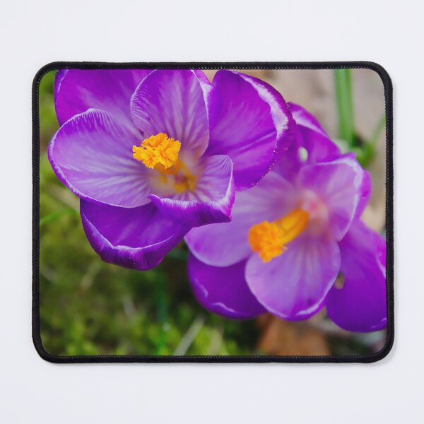 Item preview, Deep Purple Crocus Flower Pair designed and sold by ShotsbyDesiree.