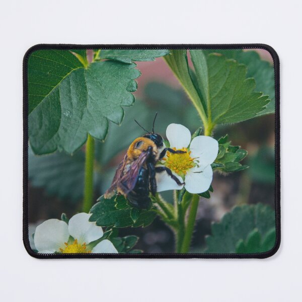 Item preview, Bee on a White Flower designed and sold by jedimasterdubz.