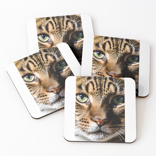 Item preview, Animals - Tabby Cat, Hypnotic and Intense Gaze designed and sold by DoodyPets.