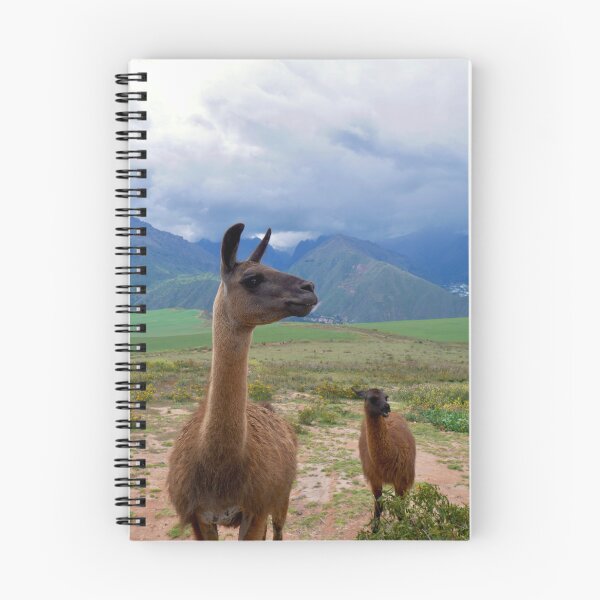 Item preview, Curious Llamas in Peru's Sacred Valley designed and sold by olivia-wilbur.