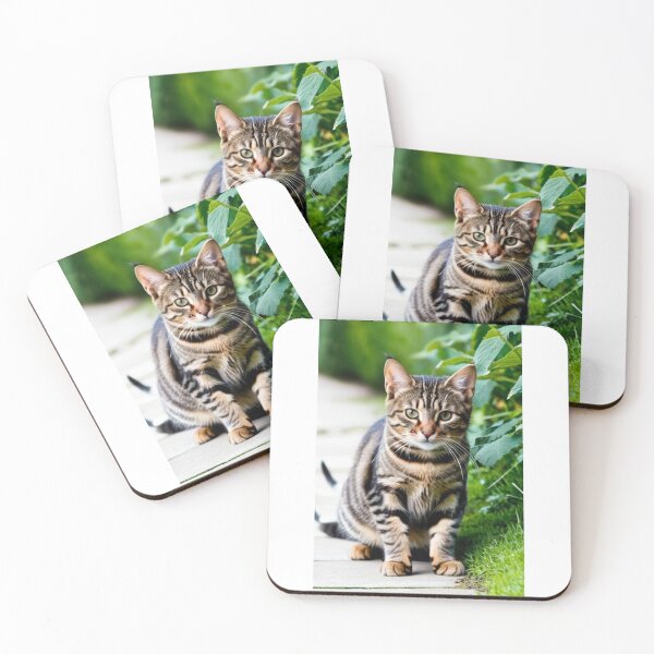 Item preview, Animals - Tabby Cat, Natural Portrait with an Intense Gaze designed and sold by DoodyPets.