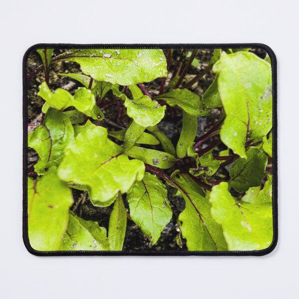Item preview, Young Bright Green Beet Leaves designed and sold by Apex_Visuals.