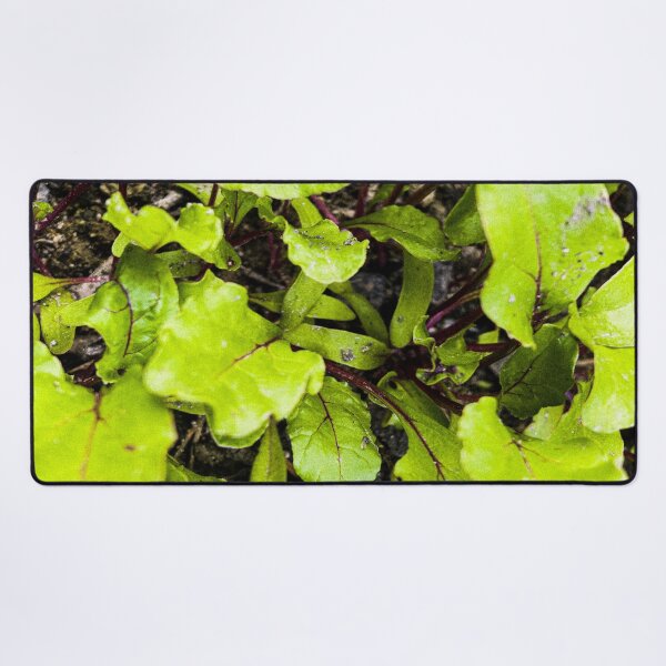 Item preview, Young Bright Green Beet Leaves designed and sold by Apex_Visuals.