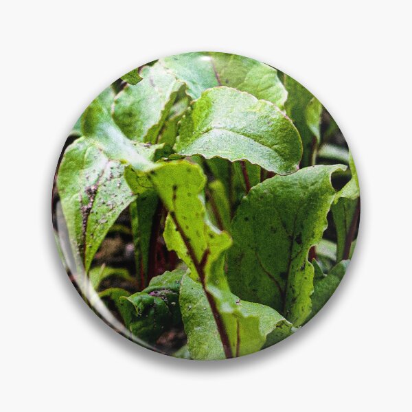 Item preview, Fresh Young Beet Leaves in Garden Soil designed and sold by Apex_Visuals.