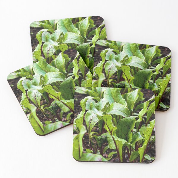 Item preview, Fresh Young Beet Leaves in Garden Soil designed and sold by Apex_Visuals.