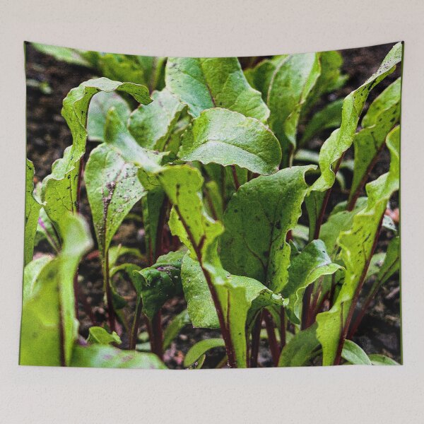 Item preview, Fresh Young Beet Leaves in Garden Soil designed and sold by Apex_Visuals.