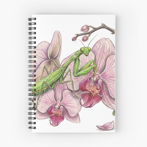 Item preview, Entomological illustration: Praying mantis on orchid designed and sold by Green-Natura.
