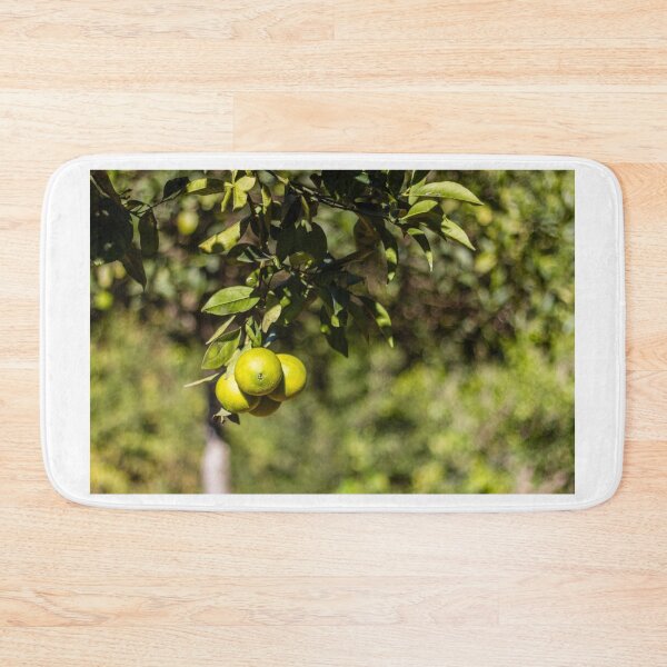 Item preview, Green Oranges on a Branch in Sunlit Citrus Orchard With Lush Leaves and Bokeh Background designed and sold by Nmallia.