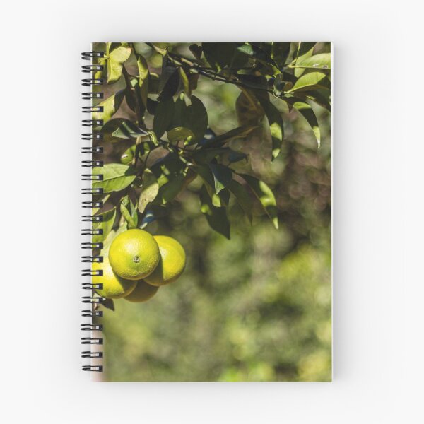 Item preview, Green Oranges on a Branch in Sunlit Citrus Orchard With Lush Leaves and Bokeh Background designed and sold by Nmallia.