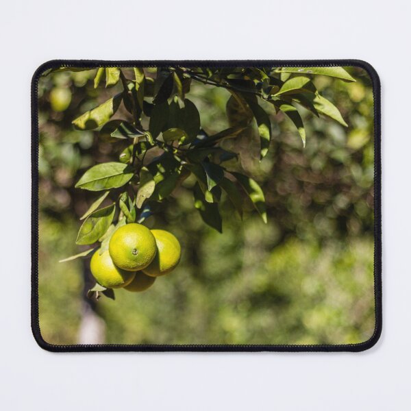 Item preview, Green Oranges on a Branch in Sunlit Citrus Orchard With Lush Leaves and Bokeh Background designed and sold by Nmallia.