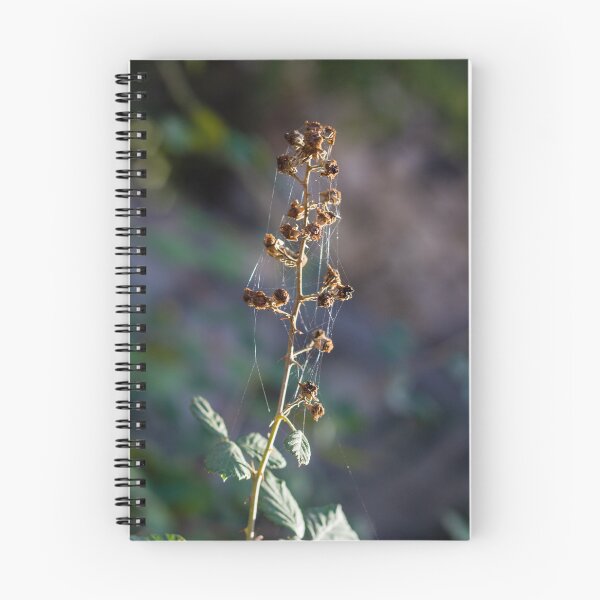 Item preview, Dried Wildflower Stem With Spiderwebs And Seed Pods In Soft Natural Light Autumn Macro designed and sold by Nmallia.