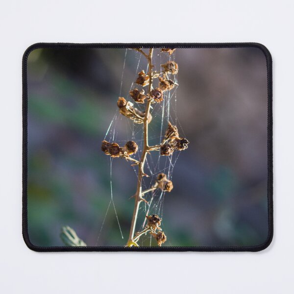Item preview, Dried Wildflower Stem With Spiderwebs And Seed Pods In Soft Natural Light Autumn Macro designed and sold by Nmallia.