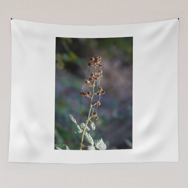 Item preview, Dried Wildflower Stem With Spiderwebs And Seed Pods In Soft Natural Light Autumn Macro designed and sold by Nmallia.